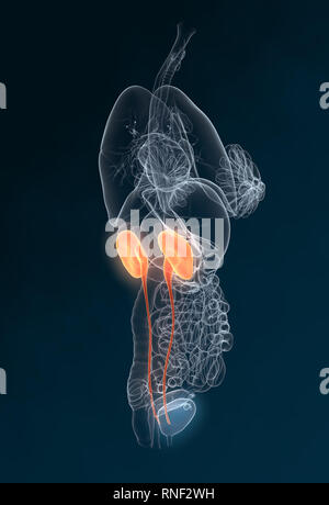 Uretere, calcoli renali, rene pietra, Urinario sistema di una donna con il rene, ghiandola surrenale, arterie, vene, uretere, vescica urinaria, illustrazione, 3D, f Foto Stock
