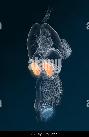 Calcoli renali, rene pietra, Urinario sistema di una donna con il rene, ghiandola surrenale, arterie, vene, uretere, vescica urinaria, illustrazione, 3D, femmina m Foto Stock