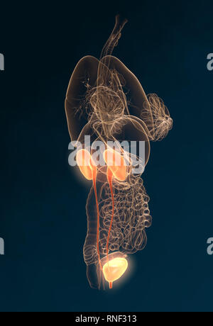 Il sistema urinario di una donna con il rene, ghiandola surrenale, uretere, vescica urinaria, illustrazione, 3D, femmina, dal punto di vista medico, anatomia, Foto Stock