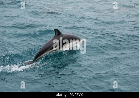 Delfino dusky nuoto al largo della costa di Kaikoura, Nuova Zelanda. Kaikoura è una popolare destinazione turistica per guardare e nuotare con i delfini. Foto Stock