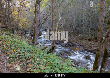 Piccolo fiume che scorre rapidamente attraverso il bosco di latifoglie vicino al monastero di Rila, Bulgaria. Ai primi di ottobre, solo poche foglie gialle rimangono sugli alberi. Foto Stock