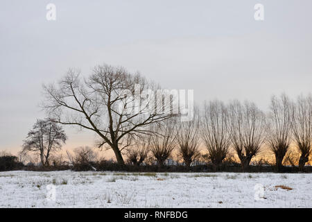 Fila di pollard alberi accanto a una coperta di neve prato umido, vicino a Duesseldorf, Ilvericher Reno imbracatura, Ivericher Altrheinschlinge, Strümper Bruch, germe Foto Stock