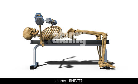 Lo scheletro di divertenti sollevamento pesi sul banco, scheletro umano esercitando su sfondo bianco, vista laterale, rendering 3D Foto Stock