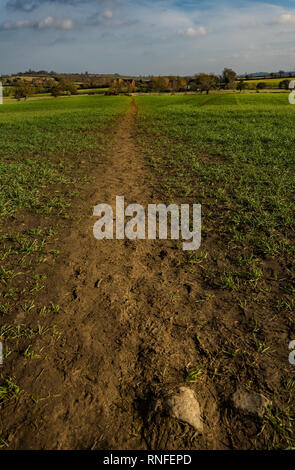 Percorso attraverso i giovani di frumento nel tardo inverno portando ad un ponte e un mulino, Wawickshire, England, Regno Unito Foto Stock