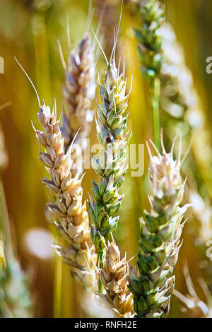 Una macro vista di acerbe testate grano Foto Stock