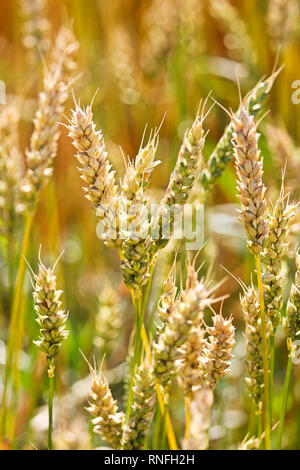 Una macro vista di acerbe testate grano Foto Stock