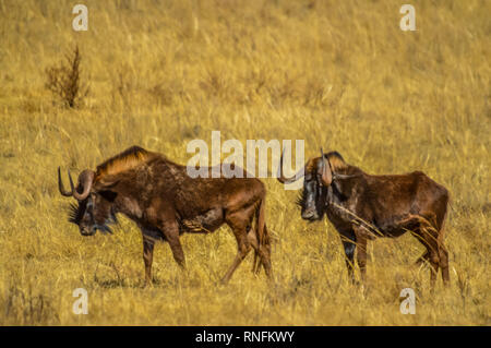 Ritratto di un GNU, chiamato anche gnus, sono di antilopi in genere Connochaetes ina game reserve Foto Stock