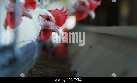 White galline beccare mangime composto su azienda avicola, industria, agricoltura Foto Stock