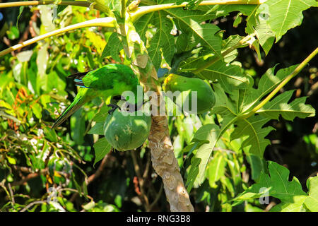 Ouvea parrocchetto (Eunymphicus uvaeensis) mangiare la papaya sulla isola di Ouvea, Isole della Lealtà, Nuova Caledonia. È endemico isola di Ouvea. Foto Stock
