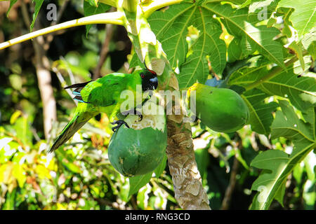 Ouvea parrocchetto (Eunymphicus uvaeensis) mangiare la papaya sulla isola di Ouvea, Isole della Lealtà, Nuova Caledonia. È endemico isola di Ouvea. Foto Stock