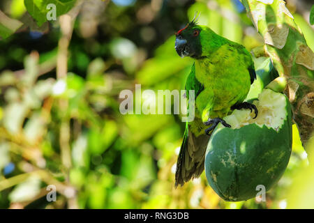 Ouvea parrocchetto (Eunymphicus uvaeensis) mangiare la papaya sulla isola di Ouvea, Isole della Lealtà, Nuova Caledonia. È endemico isola di Ouvea. Foto Stock