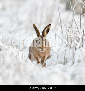 Brown Lepre / Europea Lepre / Feldhase ( Lepus europaeus ) in inverno, esecuzione / rottura attraverso la neve, direttamente verso il fotografo, Scatto frontale, Foto Stock