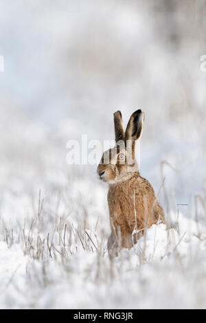 Brown Lepre / Europea Lepre / Feldhase ( Lepus europaeus ) in inverno, seduta sul bordo di una coperta di neve prato, guardando attentamente, fauna selvatica, Eur Foto Stock