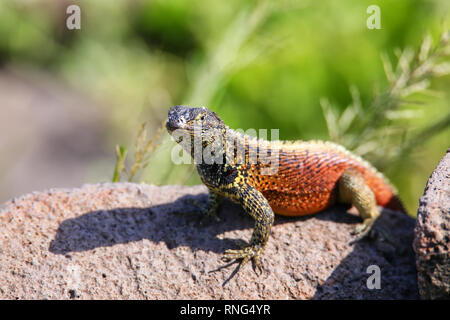 Cappuccio maschio lucertola di lava (Microlophus delanonis) sull'Isola Espanola, Galapagos National Park, Ecuador. Si trova solo su all'Isola Espanola. Foto Stock