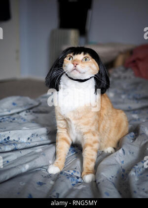 Mika la orange tabby indossando una parrucca nera Foto Stock