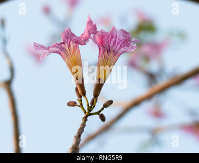 Tabebuia rosea, Rosy fiori a campana close up Foto Stock