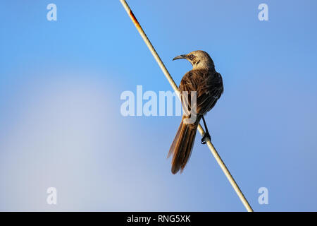 Il cofano mockingbird (Mimus macdonaldi) sull'Isola Espanola, Galapagos National Park, Ecuador. È endemico isola Espanola. Foto Stock