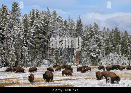 Mandria di bisonti alimentazione in un campo nevoso, il Parco Nazionale di Yellowstone, Wyoming USA Foto Stock