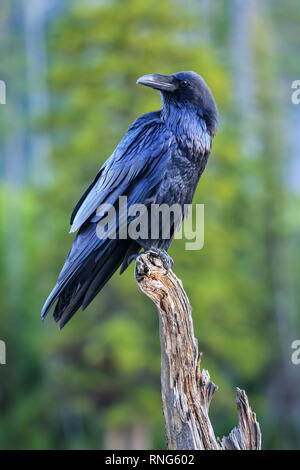 Comune di Corvo imperiale Corvus corax seduto su un albero morto nel Parco Nazionale di Yellowstone, Wyoming Foto Stock