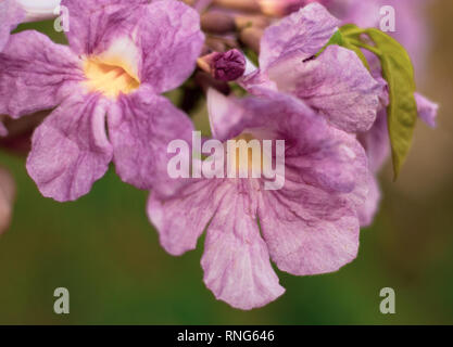 Tabebuia rosea Foto Stock