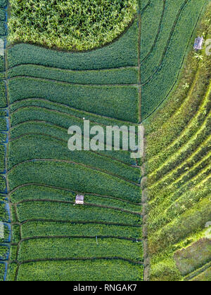 Una veduta aerea di un ricefield in Canggu, Bali Foto Stock