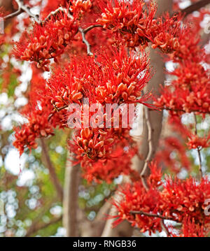 Closeup Monkey Flower Tree o incendio del Pakistan isolati su sfocata sullo sfondo della natura Foto Stock