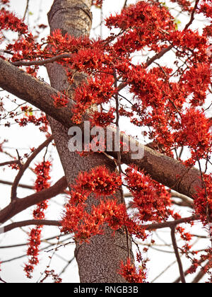 Closeup Monkey Flower Tree o incendio del Pakistan isolati su Sky Foto Stock