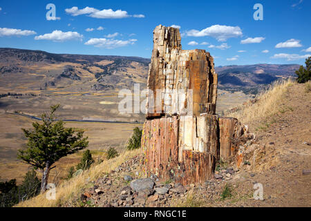 WY03800-00...WYOMING - un moncone pietrificato di un albero esposta su una collina sulla cresta del campione sopra il Lamar River Valley nel Parco Nazionale di Yellowstone. Foto Stock