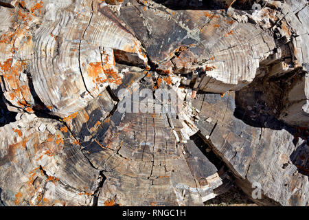 WY03802-00...WYOMING - gli anelli di crescita su un albero pietrificato trovato sul campione Ridge, pensato per essere il luogo del più grande foresta pietrificata nel wor Foto Stock