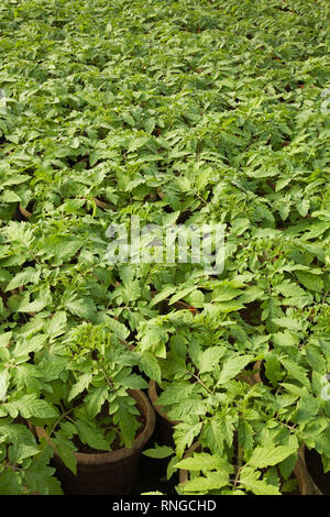 Vasi di piante verdi sono organicamente coltivate in contenitori di torba all'interno di una serra commerciale Foto Stock