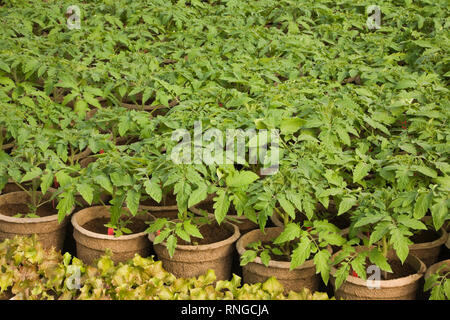 Piante verdi in vaso coltivate in modo organico in contenitori di torba all'interno di una serra commerciale. Foto Stock