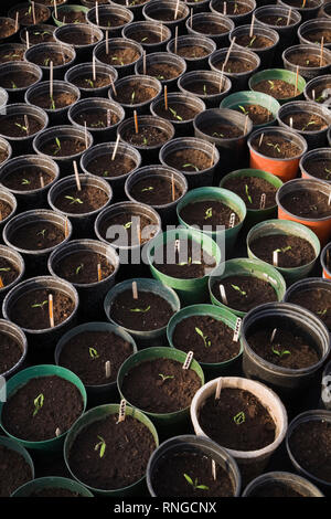 Piantine coltivate organicamente in pentole di plastica nere, verdi e terracotta in una serra commerciale. Foto Stock