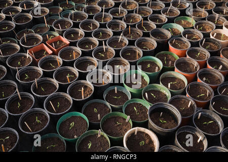 Piantine coltivate organicamente in pentole di plastica nere, verdi e terracotta in una serra commerciale. Foto Stock