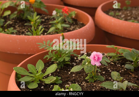 Close-up di un giovane rosa cespuglio pianta che cresce in un vaso in materia plastica in una serra commerciale Foto Stock