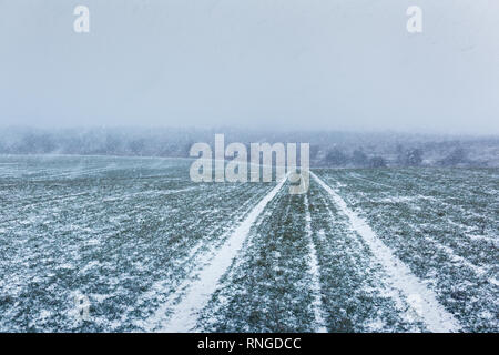 Strada innevata su giovani campo di grano sul tempo di primavera Foto Stock