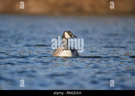 Un Canada Goose (Branta canadensis) sulla propria galleggiante su un lago in Berkshire a livello degli occhi su una soleggiata giornata di gennaio Foto Stock