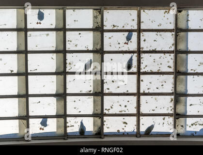 Silhouette di gabbiani uccelli silhouette ombra permanente e la seduta si vede attraverso un vedere-attraverso il tetto di vetro soffitto con linee piazze di struttura del modello Foto Stock