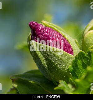 Close up macro dettaglio di una singola rosa rossa hawaiana di fiori di ibisco nuovo bud tip top crescente apertura emergenti fioritura Foto Stock