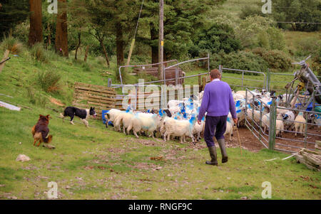 Gregge di pecore con testa blu marcature essendo herded torna in involucri da contadino indossando ponticello viola e due cani. Penisola di Kerry, Irlanda Foto Stock