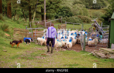 Gregge di pecore con testa blu marcature essendo herded torna in involucri da contadino indossando ponticello viola e due cani. Penisola di Kerry, Irlanda Foto Stock