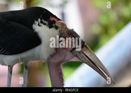 Close up ritratto di marabou stork (leptoptilos crumenifer) Foto Stock