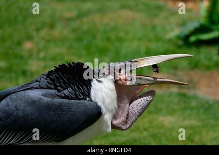 In prossimità di una marabou stork (leptoptilos crumenifer) cattura il cibo in bocca Foto Stock