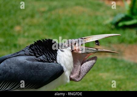 In prossimità di una marabou stork (leptoptilos crumenifer) cattura il cibo in bocca Foto Stock