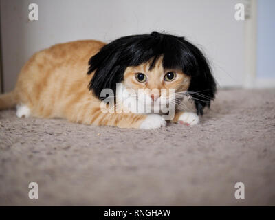 Mika la orange tabby indossando una parrucca nera Foto Stock