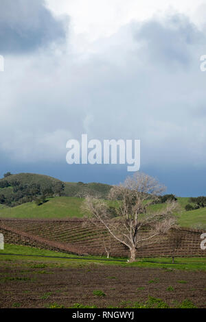 Albero di quercia in Santa Ynex Valley California USA Foto Stock