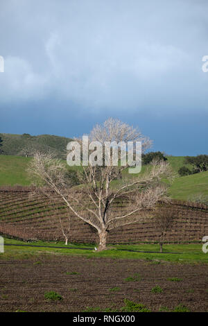 Albero di quercia in Santa Ynex Valley California USA Foto Stock