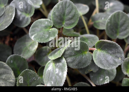 Violette africana Saintpaulia Ionantha sottospecie Pendula pianta sfondo foglia Foto Stock