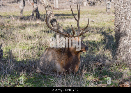 Un grande appoggio elk in ombra in un caldo pomeriggio. Foto Stock