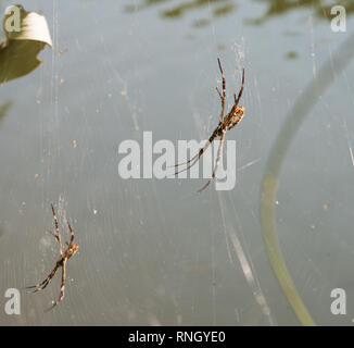 St. Andrew's Cross spider web al Howard molle il Parco di natura nel territorio settentrionale dell'Australia Foto Stock