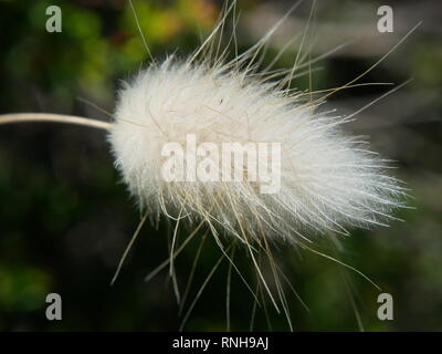 White feathery sementi da prato (lepre è la coda), Australia Meridionale Foto Stock